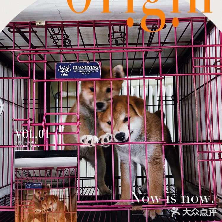 天津探店|唯爱宠物·猫狗专卖（河西店）