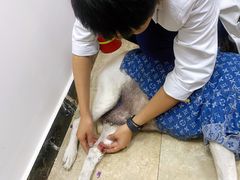 -美联众合动物医院·24h转诊中心