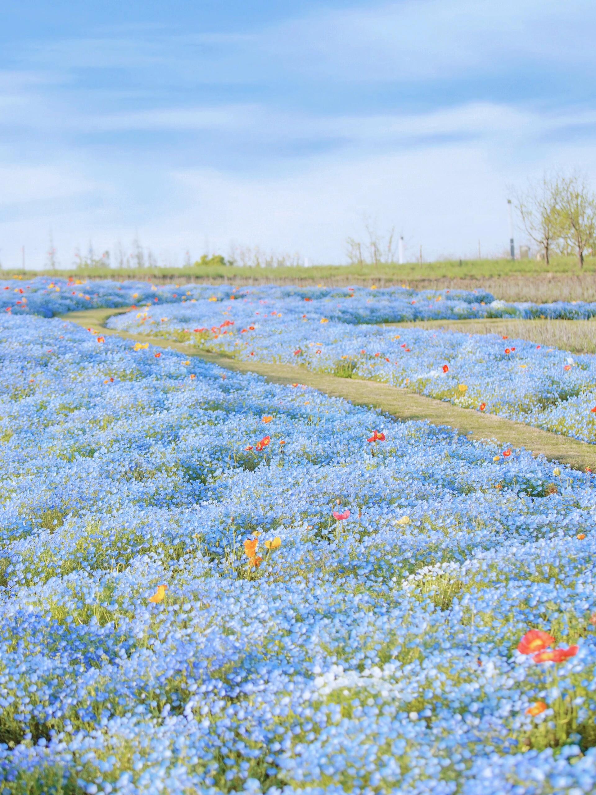 上海宝藏公园93喜林草花海99木绣球盛花