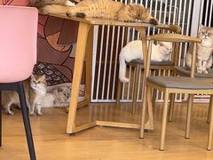 -Let's go狗咖·猫咖·奶狗·桌游(春熙路IFS店)