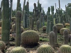 -深圳仙湖植物园