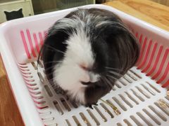 -藦茜花园宠物主题亲子互动体验馆(国顺东路店)
