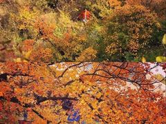 -香山公园