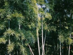 -莫干山风景区