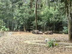 -海南热带野生动植物园