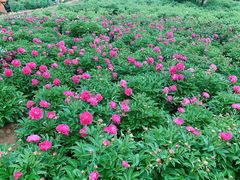 -洛阳市隋唐城遗址植物园