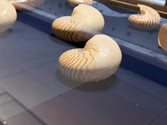 -青岛贝壳博物馆