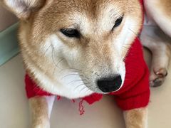 -怪兽屋·羊驼·猫咖·狗咖(俊华广场店)