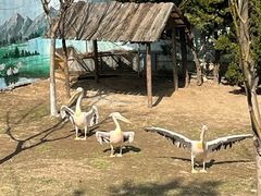 -西霞口神雕山野生动物世界