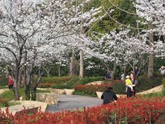 -新江湾城公园