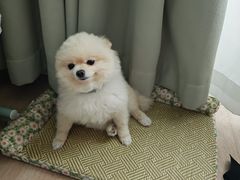 -翊宠yipet猫狗购宠庄园犬舍•猫舍