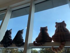 -飞行喵MR PILOT|猫舍·猫咖(静安大融城店)