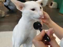 -飞行喵MR PILOT|猫舍·猫咖(静安大融城店)