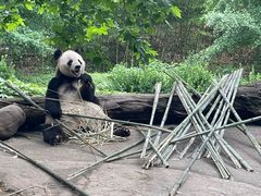 -都江堰中华大熊猫苑