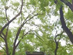 -北京国子监胡同