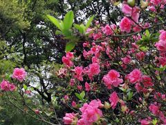 -梧桐山风景名胜区