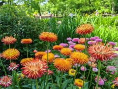 -上海共青森林公园