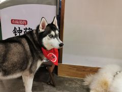 -more than meow吴止猫主题餐厅(承德 中船汇店)