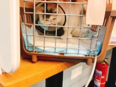 -伟伟宠物医院·瑞派猫友好医院·猫科(光谷店)