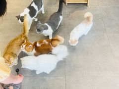 -飞行喵MR PILOT|猫舍·猫咖(静安大融城店)