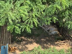 -大连森林动物园