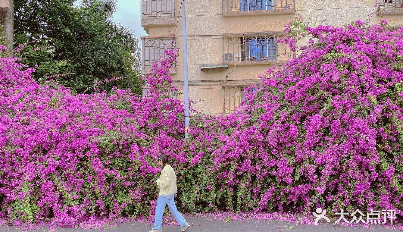 小区门口惊现🌺三角梅“瀑布”墙