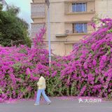 小区门口惊现🌺三角梅“瀑布”墙