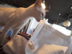 -Cappucimeow猫咪咖啡馆(韦伯时代店)