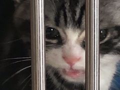 -东方名猫馆·英短金渐层布偶猫舍(环线广场1号楼店)