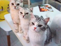 -喵的天空名猫咖啡馆·撸猫·猫舍·用品