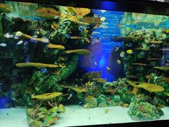 -上海海洋水族馆