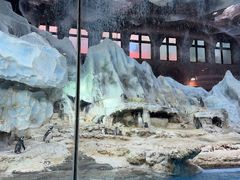 -帝企鹅自助餐厅•儿童岛•真企鹅(长隆企鹅酒店)