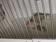 -东方名猫馆·英短金渐层布偶猫舍(环线广场1号楼店)