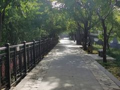 -桃花堤公园