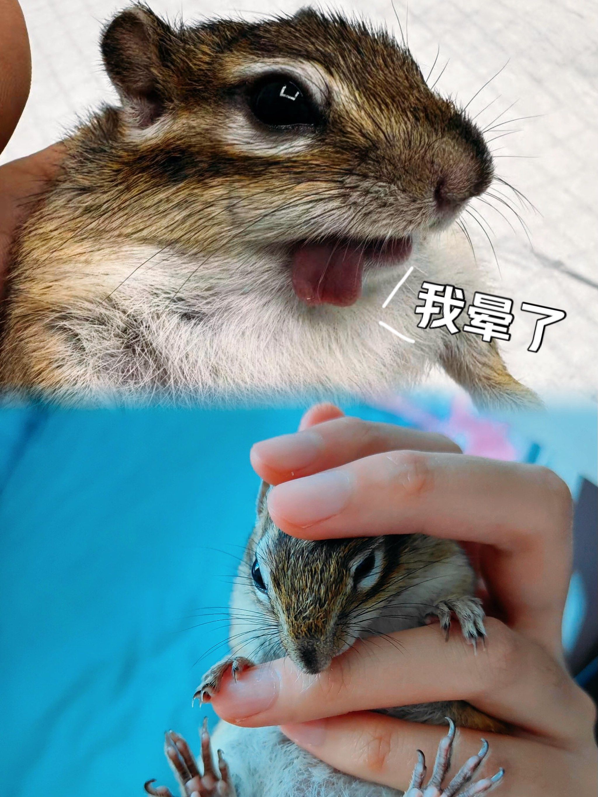 这是谁家松鼠咋吐舌了呢?还蛮可爱呢