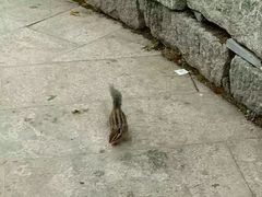 -牛背梁国家森林公园