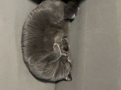 -宠欣安宠物医院·包河区中心医院