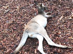 -费瑟代尔野生动物园