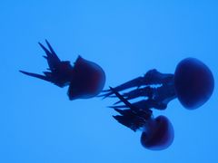 -上海海洋水族馆