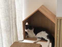 -Catmate·猫肥家润(金润铂宫店)