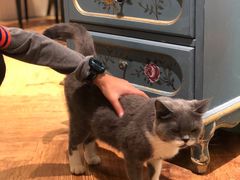 -猫小院猫主题餐厅(三里屯店)