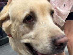 -帕帕拉兹宠物(亚洲旗舰店)