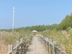 -呼兰河口湿地公园