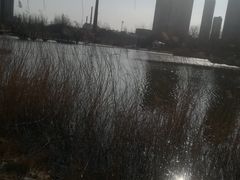 -前关湿地公园
