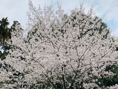 -武汉大学-樱园