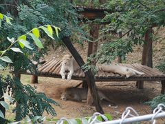 -石家庄市动物园