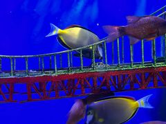 -太平洋海底世界