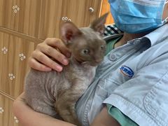 -喵百万·布偶·蓝金金渐层英短·猫舍(百子湾店)