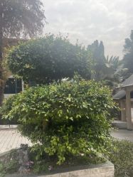 -爱帝宫月子中心(罗湖别墅院)