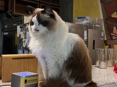 -咖法森林·咖啡  酒吧(天河店)